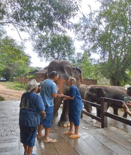 Elephant Camp Maetang