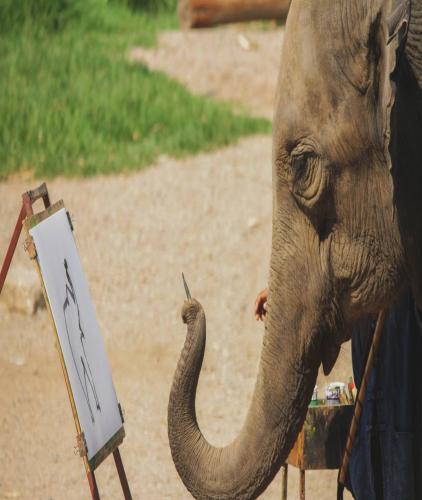 Elephant Camp Maetang